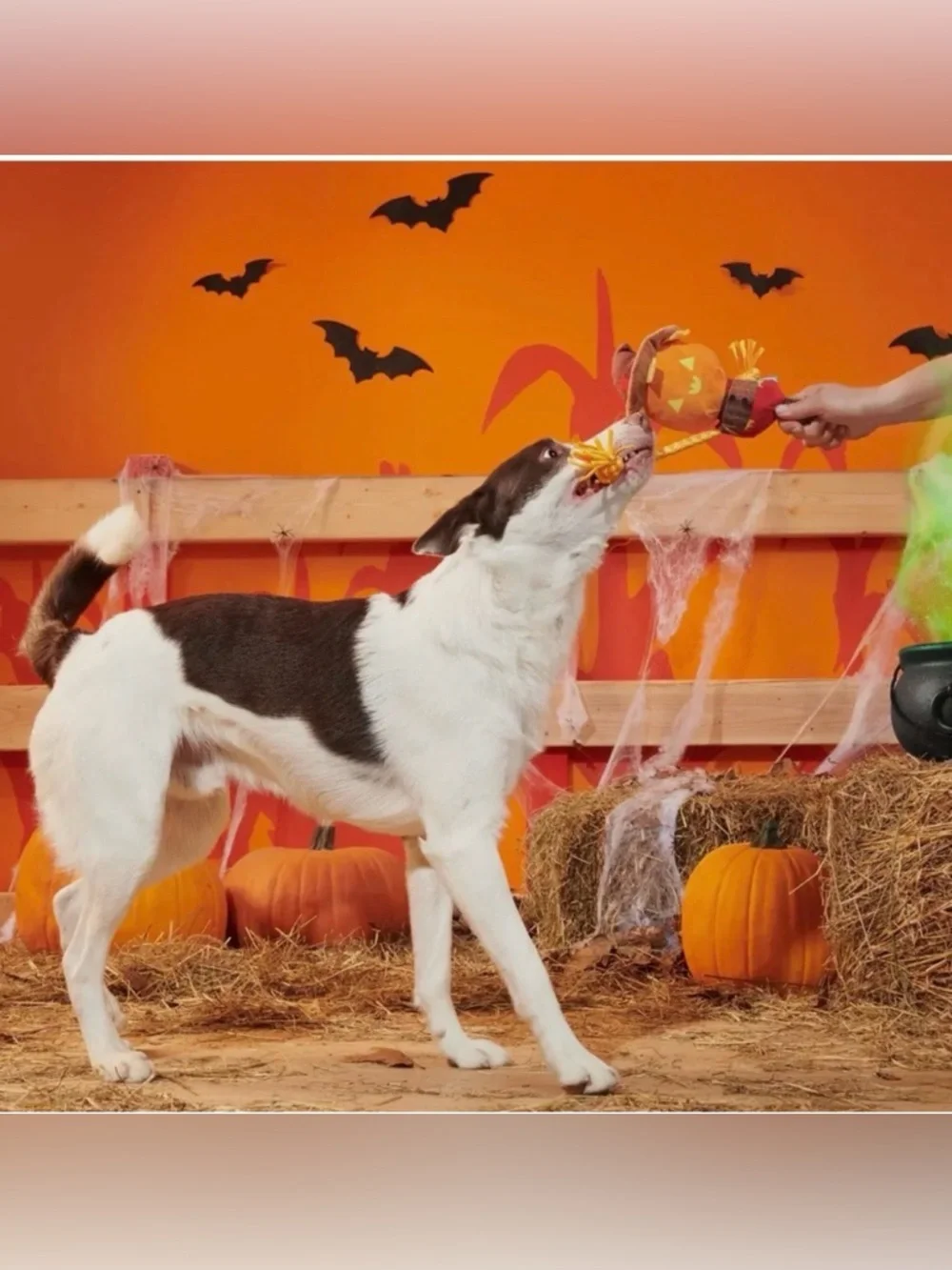 Bark festive pumpkin